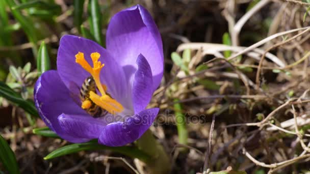 Las abejas melíferas recogen el néctar en los azafrán — Vídeo de stock