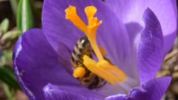 Honigbienen sammeln Nektar an Krokussen — Stockvideo