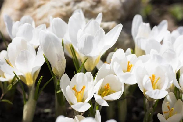 Bir arı nektarı crocus üzerinde toplar.