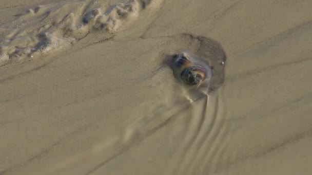 Моллюск омывается потоком холодной воды — стоковое видео
