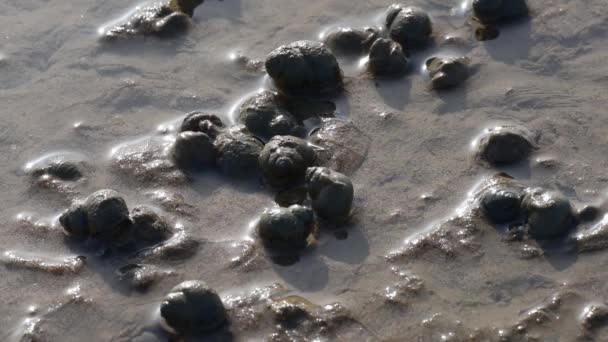 Mollusks slowly move in cold water after melting snow — Stock Video