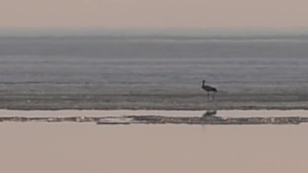 Grúa se encuentra en el mar derretimiento de hielo — Vídeos de Stock