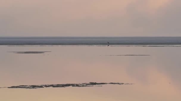 Crane stojí na ledu tání moře — Stock video