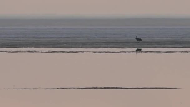 Кран стоит на льду тающего моря — стоковое видео