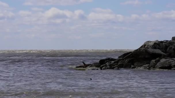 Vlny s rozmrazené špinavá voda bila kameny — Stock video