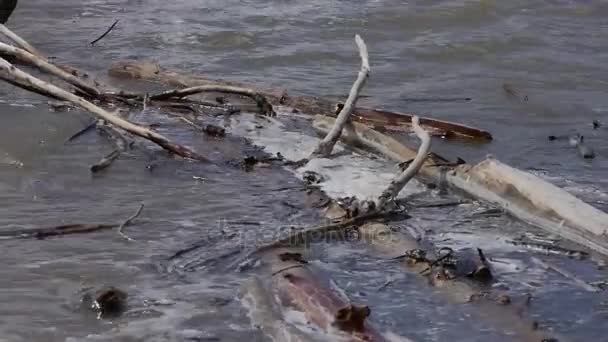 La rive de la rivière, des vagues d'eau de fonte sale éclaboussent sur les chicots — Video