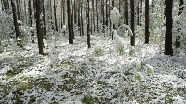 Зеленые листья деревьев и трава, покрытые снегом после изменения погоды — стоковое видео