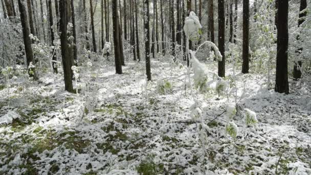 Hojas verdes de los árboles y la hierba cubierta de nieve después de los cambios climáticos — Vídeos de Stock