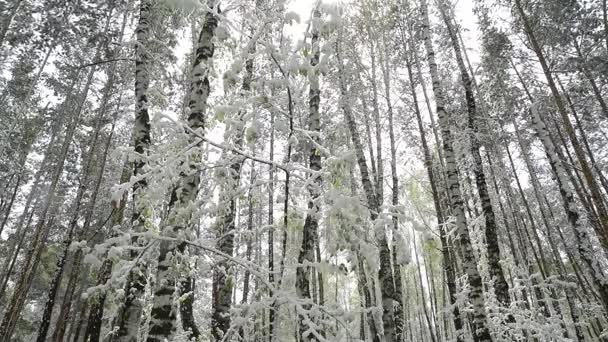 Frunzele verzi ale copacilor și iarba acoperite cu zăpadă după schimbările climatice — Videoclip de stoc