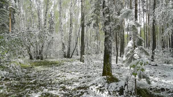 Folhas verdes das árvores e grama coberta de neve após mudanças climáticas — Vídeo de Stock