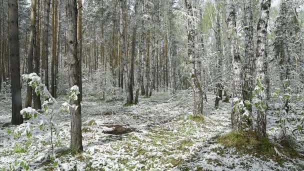 Hojas verdes de los árboles y la hierba cubierta de nieve después de los cambios climáticos — Vídeo de stock