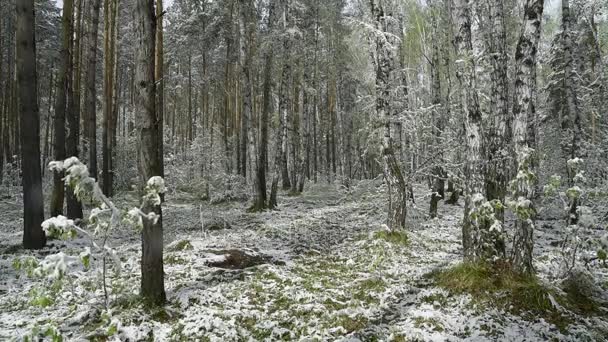 Hojas verdes de los árboles y la hierba cubierta de nieve después de los cambios climáticos — Vídeo de stock