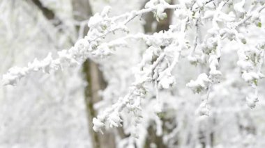 Ağaçlar ve hava değişiklikleri sonra karla kaplı çim yeşil yaprakları