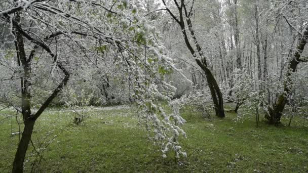 Zielone liście z drzew i traw, pokryte śniegiem po zmiany pogody — Wideo stockowe