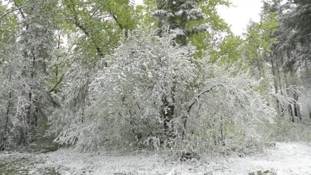 Folhas verdes das árvores e grama coberta de neve após mudanças climáticas — Vídeo de Stock