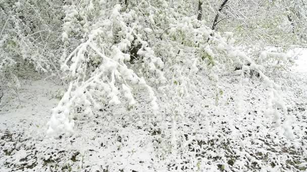 Зеленые листья деревьев и трава, покрытые снегом после изменения погоды — стоковое видео