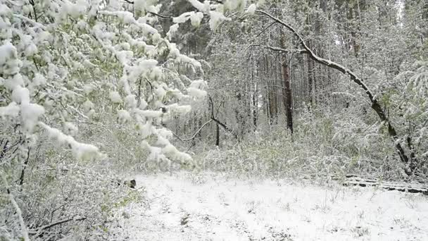 Зеленые листья деревьев и трава, покрытые снегом после изменения погоды — стоковое видео