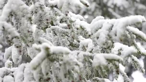 Ağaçlar ve hava değişiklikleri sonra karla kaplı çim yeşil yaprakları — Stok video