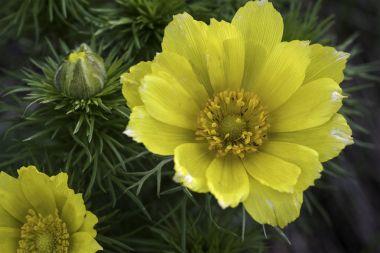 Adonis Bahar, Goricvet, Starodubka, bahar çiçekleri.