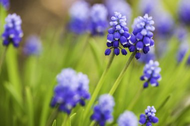 Muscari mavi çiçekler yakın çekim ile