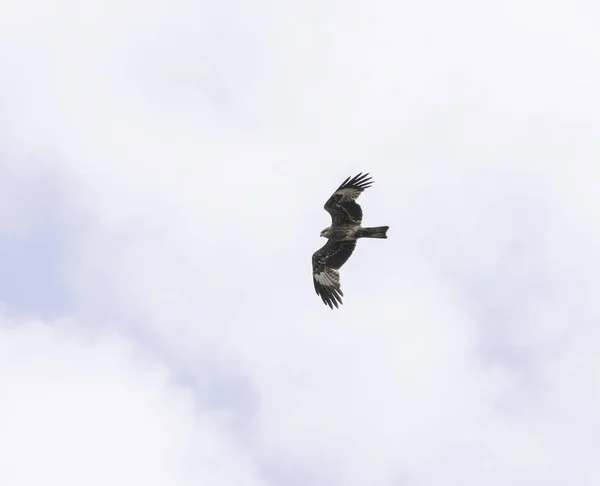 Kite in vlucht met swingende vleugels — Stockfoto