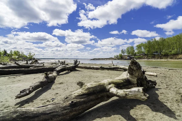 Paisagem primavera. Na margem do rio. Armadilhas dispersas de árvores velhas . — Fotografia de Stock