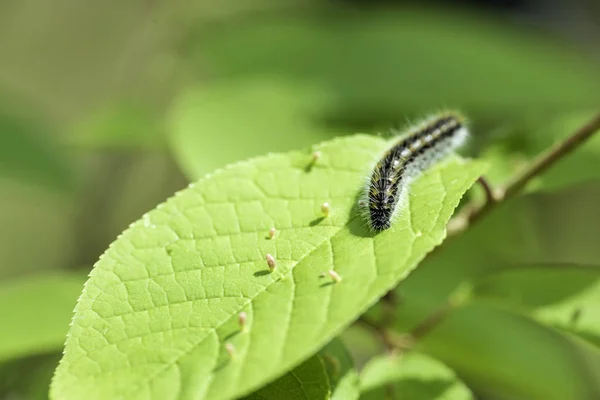 Caterpillar Hawthorn on green leaf — Stock Photo, Image