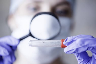 Doktor bir büyüteç ile bir test tüpünde bir kene ile inceliyor.