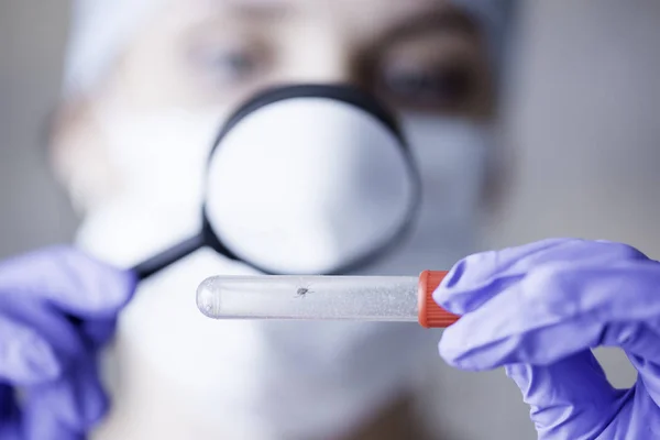 Doktor bir büyüteç ile bir test tüpünde bir kene ile inceliyor.