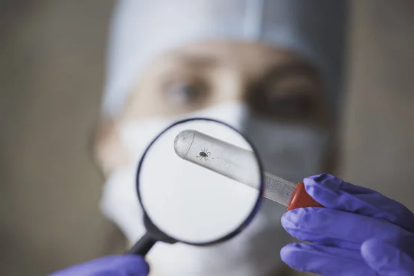 O médico examina através de uma lupa um tubo de ensaio com um carrapato — Fotografia de Stock