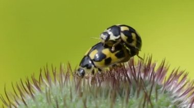 haşhaş Bud ladybugs dostum