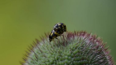 haşhaş Bud ladybugs dostum
