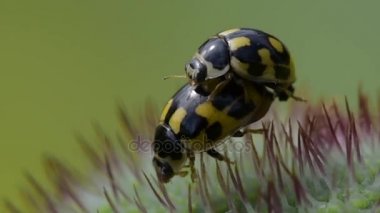 haşhaş Bud ladybugs dostum