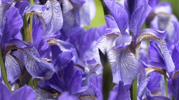 Iris bleus gros plan — Video
