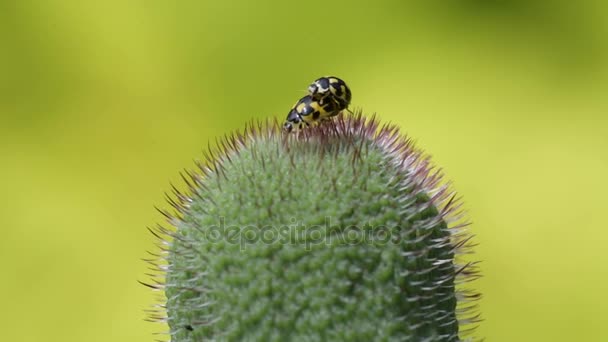 Το ladybugs mate εν τη γενέσει της παπαρούνας — Αρχείο Βίντεο