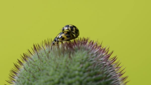 Haşhaş Bud ladybugs dostum — Stok video