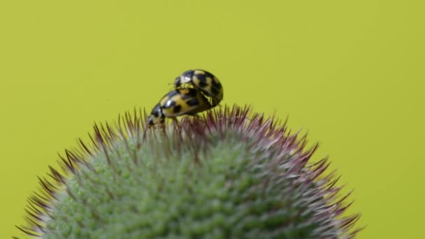 Lieveheersbeestjes stuurman in de kiem van de Papaver — Stockvideo