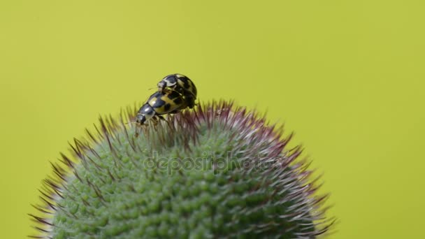 Το ladybugs mate εν τη γενέσει της παπαρούνας — Αρχείο Βίντεο
