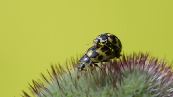 Ladybugs mate in the Bud of the poppy — Stock Video