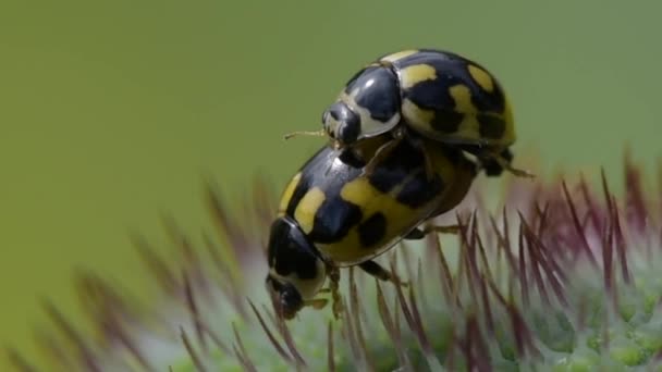 Coccinelle compagno nel germoglio del papavero — Video Stock