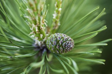 Genç çam ağacı, yakın çekim.