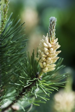 Young pine tree, close-up. clipart