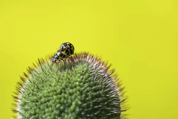 Lieveheersbeestjes stuurman in de kiem van de Papaver — Stockfoto