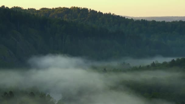 夜明けの鳥のさえずり。山の風景と松の森. — ストック動画