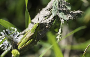 yaprak üzerinde yeşil çekirge