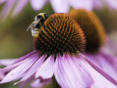 Bir arı nektarı Ekinezya bir çiçek üzerinde toplar.