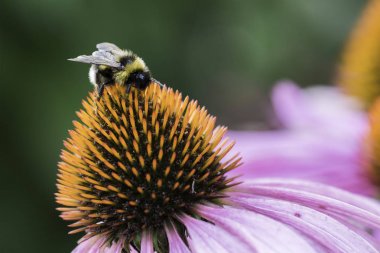 Bir arı nektarı Ekinezya bir çiçek üzerinde toplar.