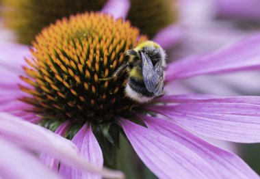 Bir arı nektarı Ekinezya bir çiçek üzerinde toplar.