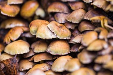 Sahte bal agaric - toksik veya yenmeyen mantar, yenilebilir mantar benzer