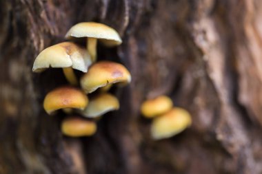 Sahte bal agaric - toksik veya yenmeyen mantar, yenilebilir mantar benzer